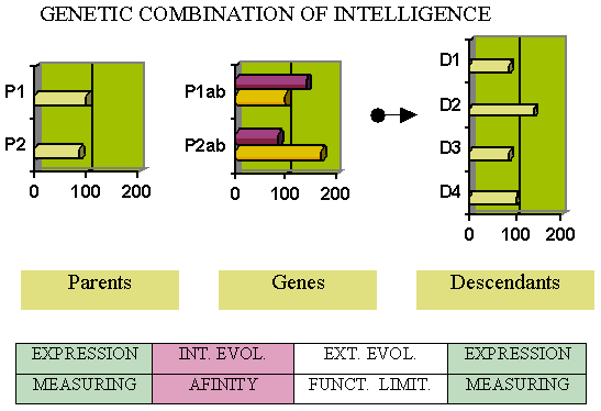 Evolution with the LoVeInf method and genetic expression with Mendelian combination.