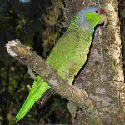 Green Parrot