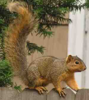 Squirrel on a fence