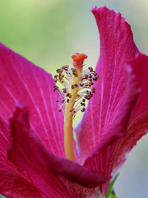 Blooming pollen with red petals.