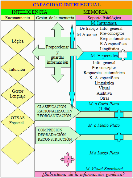 Esquema de las funciones cognitivas del cerebro humano de la inteligencia y la memoria.