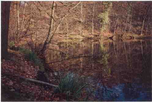 El lago de los monstruos rodeado de árboles