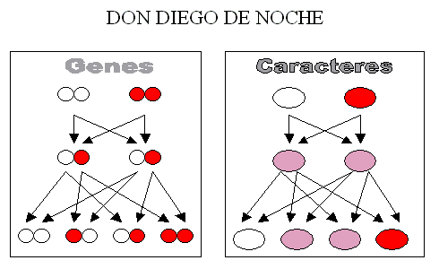 Esquema de la Ley de la escisión de la Teoría de Mendel.