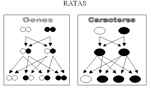 Ley del carácter dominante