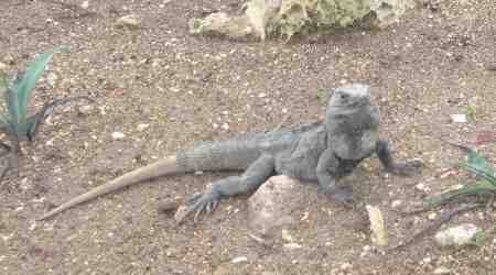 Iguana cinza em pé no chão em Cancún