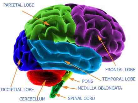 Drawing of the main parts for the brain