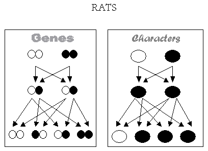 Scheme of the Law of the dominant character of Mendel's Theory.