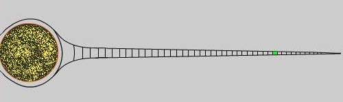 Convexity of the Global Aether threads towards the axis of symmetry in the zone away from the nucleons.