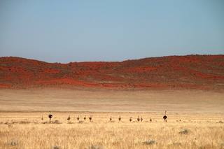 An ostrich family with small ostriches in the distance on flat field with dry grass