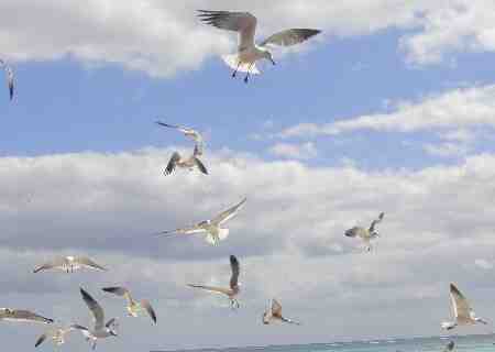 Vuelo aleatorio de Gaviotas.