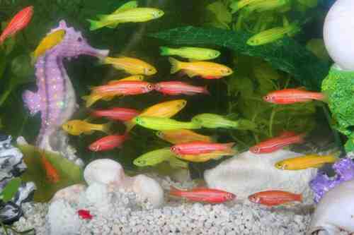 quário de cavalos-marinhos geneticamente modificados e peixes de cores vivas. Danio Rerio - GloFish.