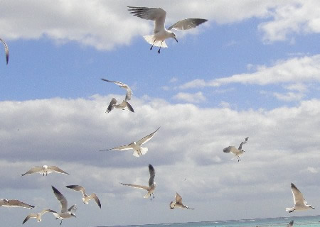 Voo de Gaviotas aleatória